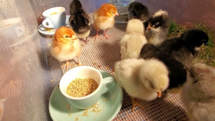 best chick brooder design